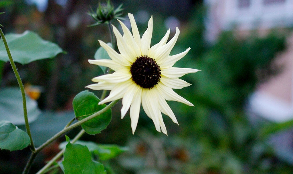 Den vaniljegule solsikke 'Icecream' blomstrer smukt.  