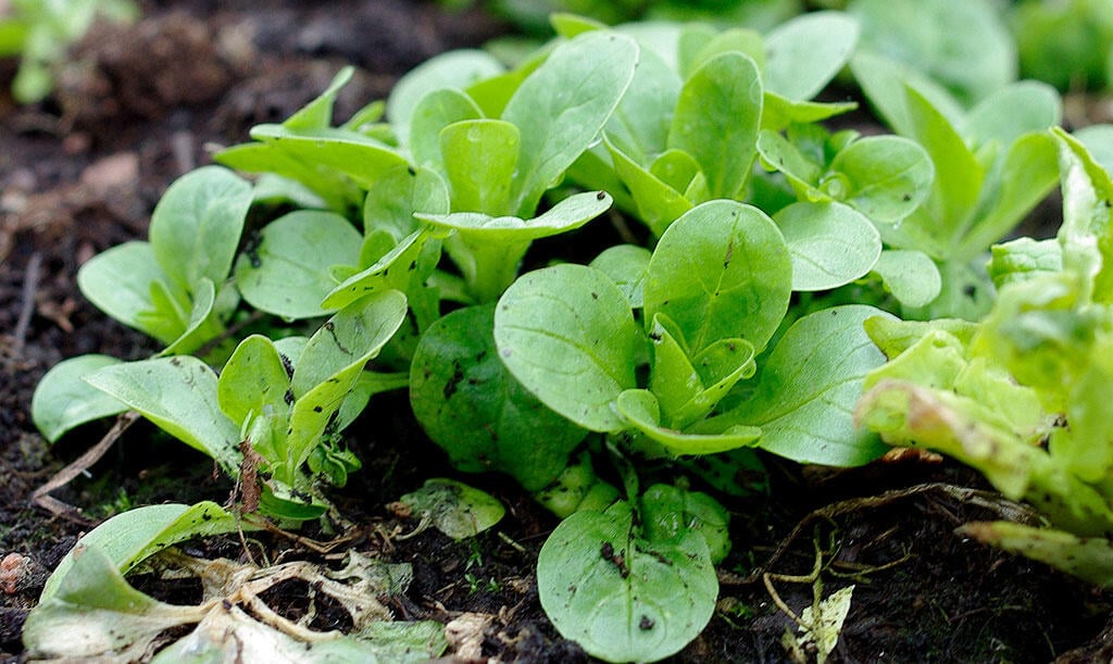 Nelson_Garden_5_vegetables_sow_autumn_image1.jpg