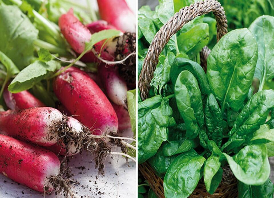 Nelson_Garden_5_vegetables_sow_autumn_thumbnail.jpg