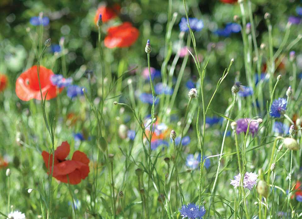 En blomstereng med valmuer og kornblomster.