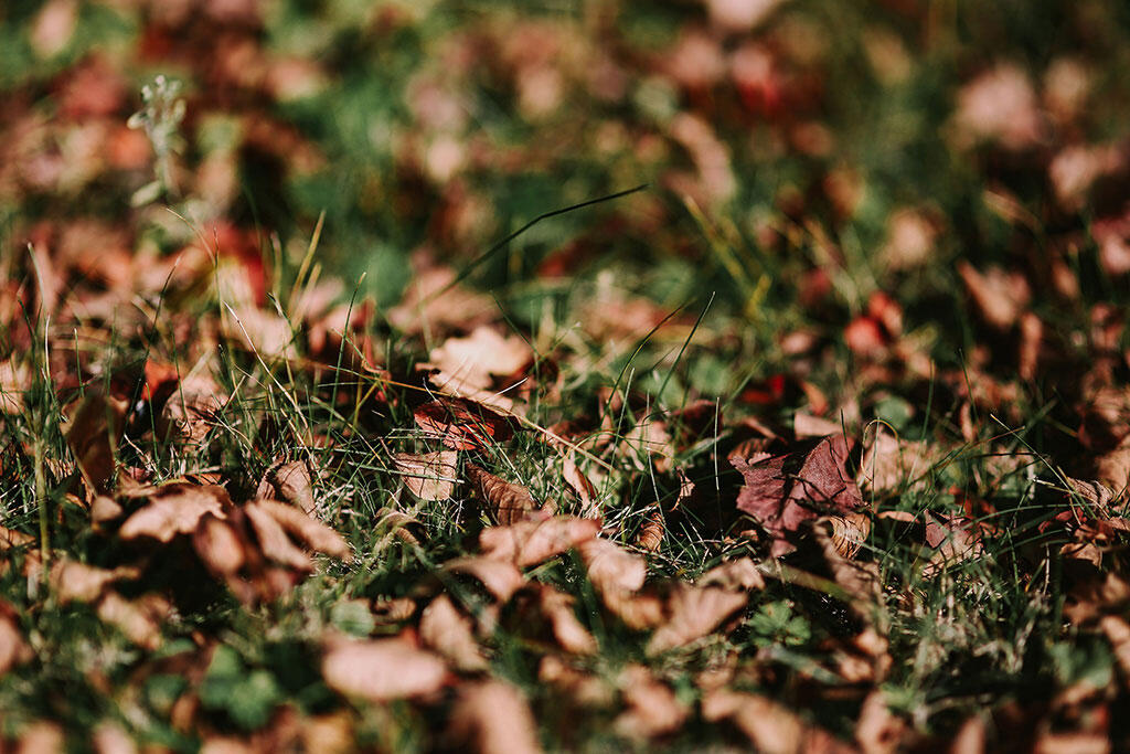 Nedfaldne visne blade på en grøn græsplæne.