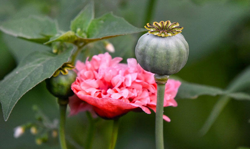 En frøkapsel af pæonvalmue ved siden af den udslåede blomst.