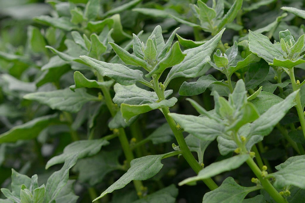 Nelson_Garden_Growing_spinach_from_seed_Picture_1.jpg