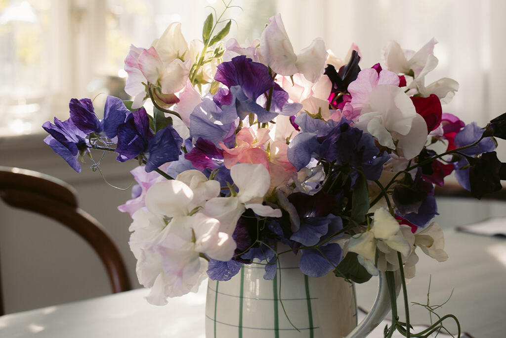 Nelson_Garden_Growing sweet peas_image_2.jpg