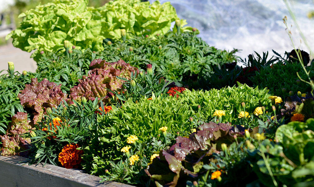 Fyldt palleramme, hvor forskellige salatsorter og tagetes vokser på hver anden række.  