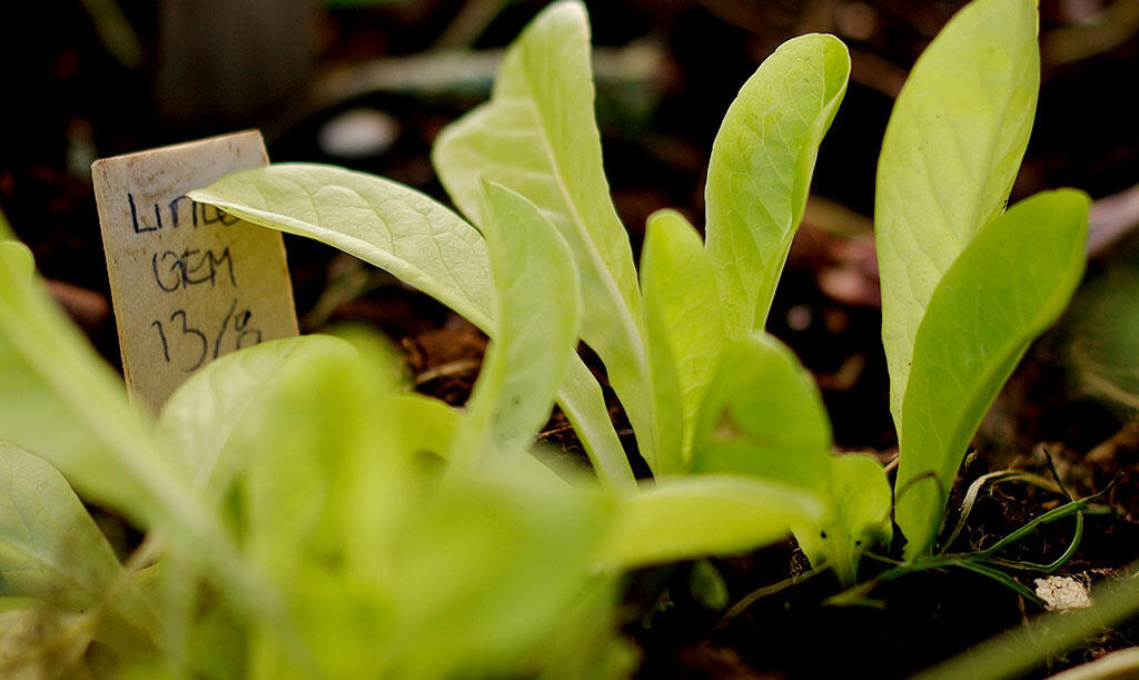 Salaten 'Little Gem' har god vækst, også i august. 