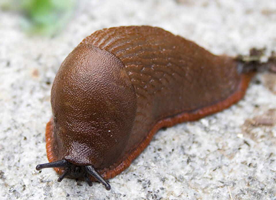 Nelson_Garden_how_to_get_rid_of_slugs_thumbnail.jpg