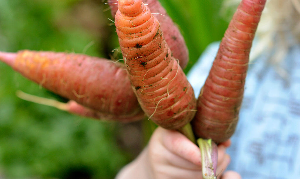 Barnehånd med kraftige gulerødder. 