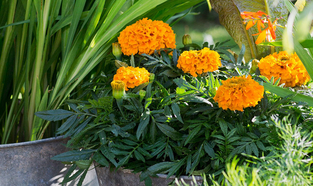 Blomsterbeplantninger i zinkbaljer, en med blomstrende orange tagetes ved siden af en balje med højt græs. 