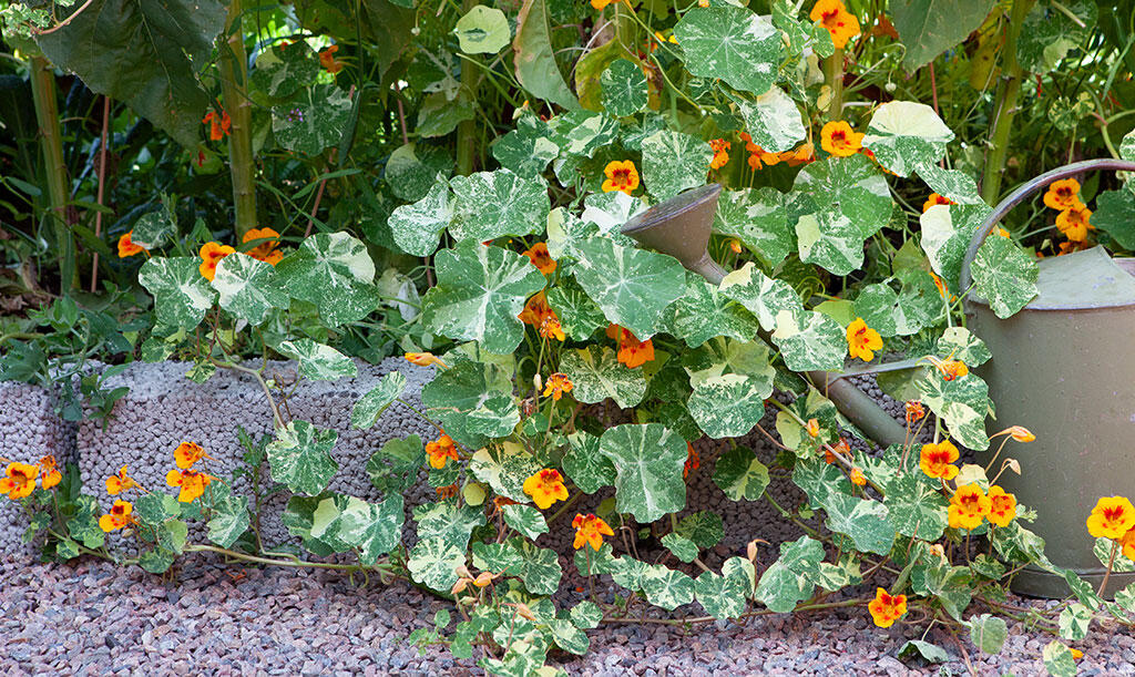 Forrest i blomsterbedet breder slyngblomsterkarsen 'Crazy Jewel' sig ud over havegangen.