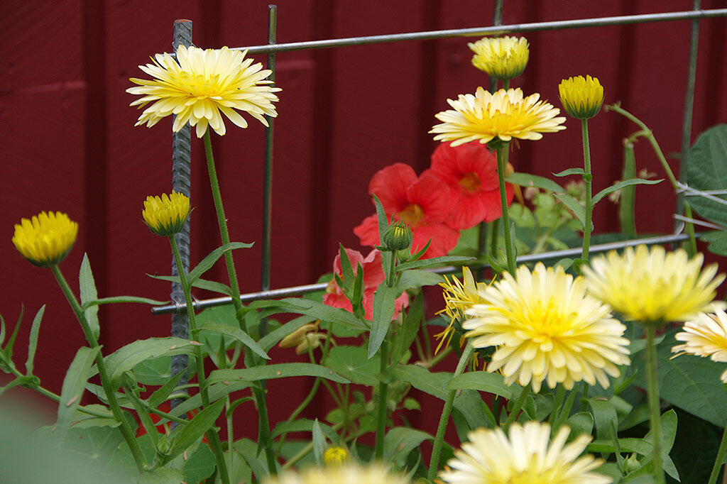 Rød blomsterkarse dyrkes sammen med gul morgenfrue. 