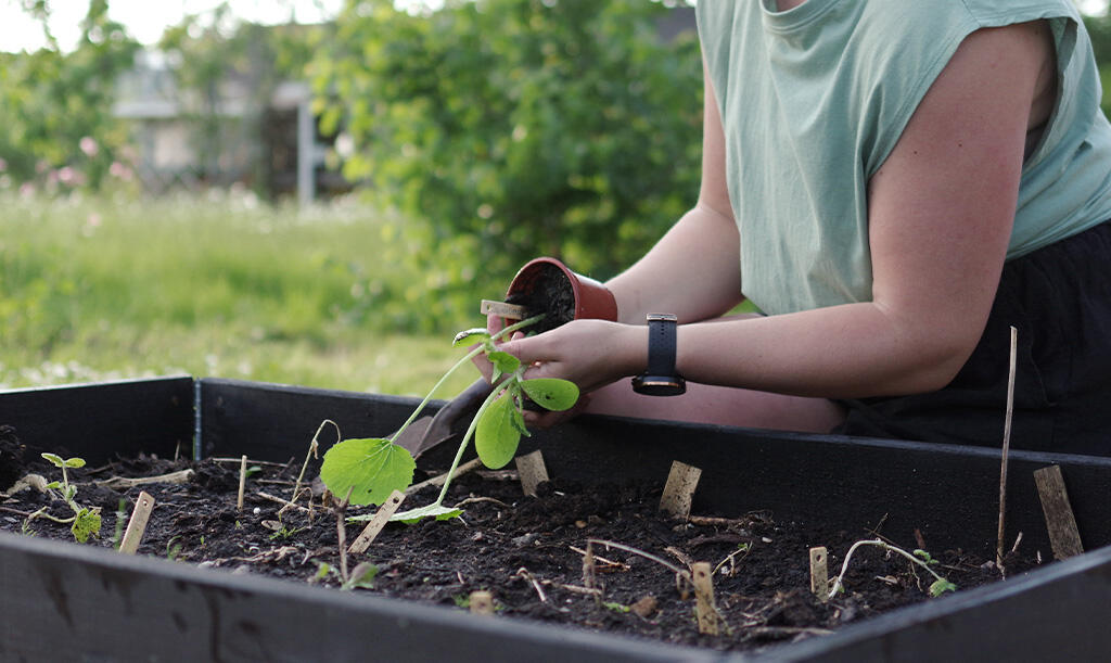 Nelson_Garden_How_to_grow_squash_image_3.jpg