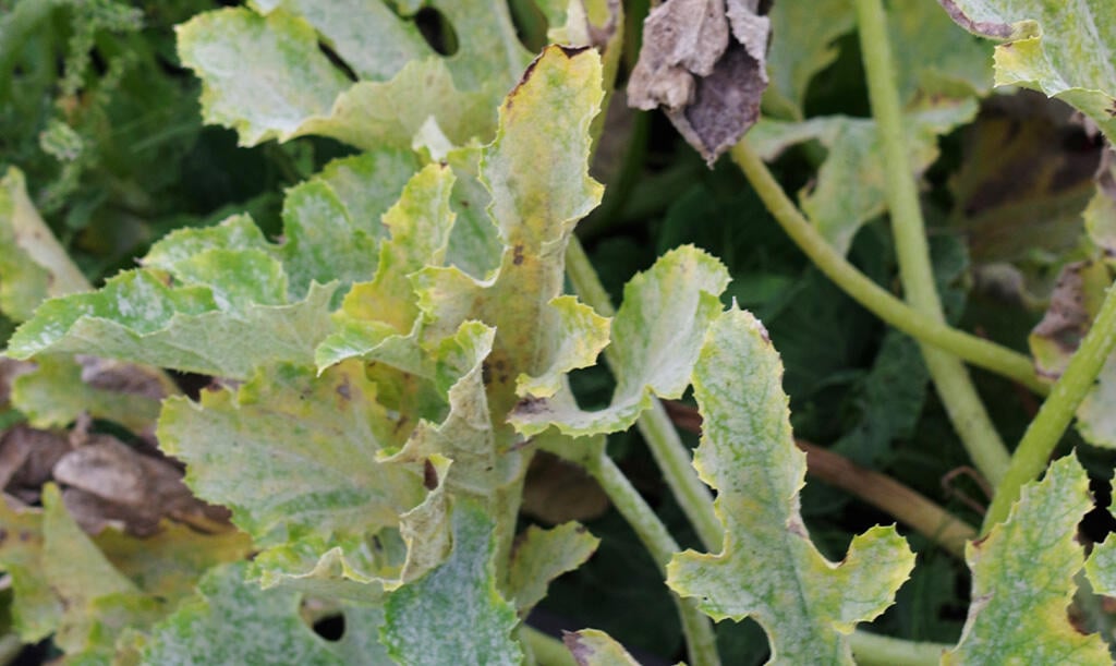 Nelson_Garden_How_to_grow_squash_image_6.jpg