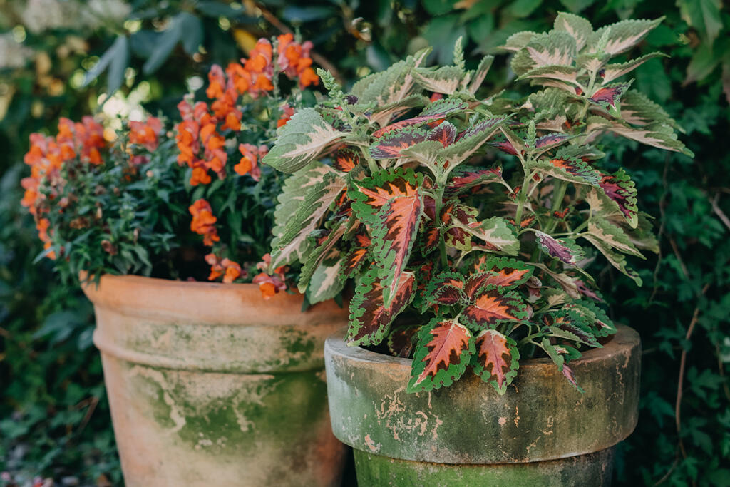 Nelson_Garden_How to succeed with Coleus_image_3.jpg