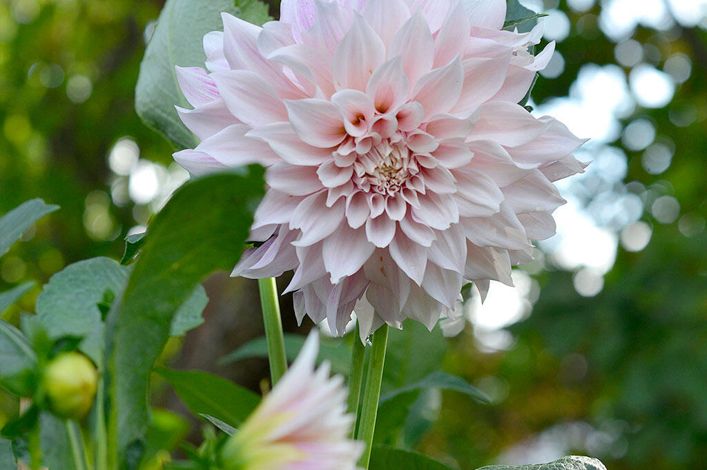 En blegrosa 'Cafe au lait' blomstrer smukt. 