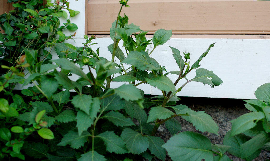 Dahlia med voksende knopper i et blomsterbed langs en husmur. 