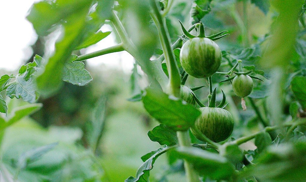 Grønne tomater på en frodig tomatplante. 