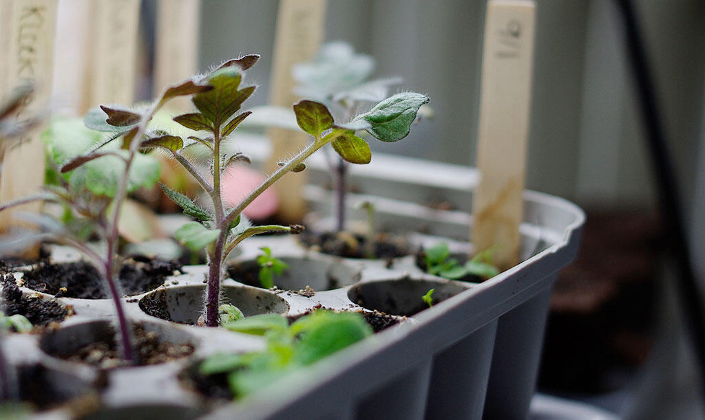 Tomatplanter, der vokser sig stærke i plugboksen.