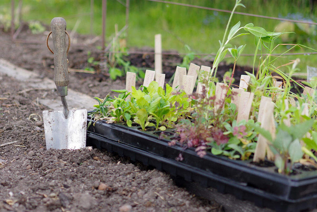 Nelson_Garden_Choose_the_right_mini_greenhouse_image_6.jpg