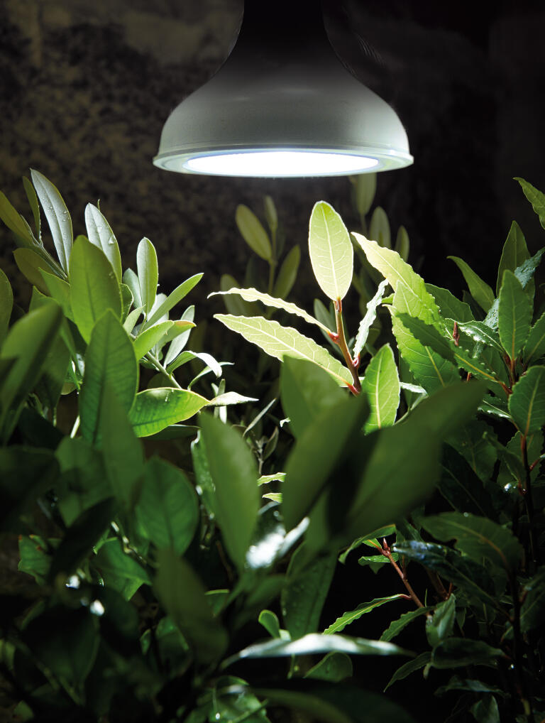 LED-lampe E27 | Nelson