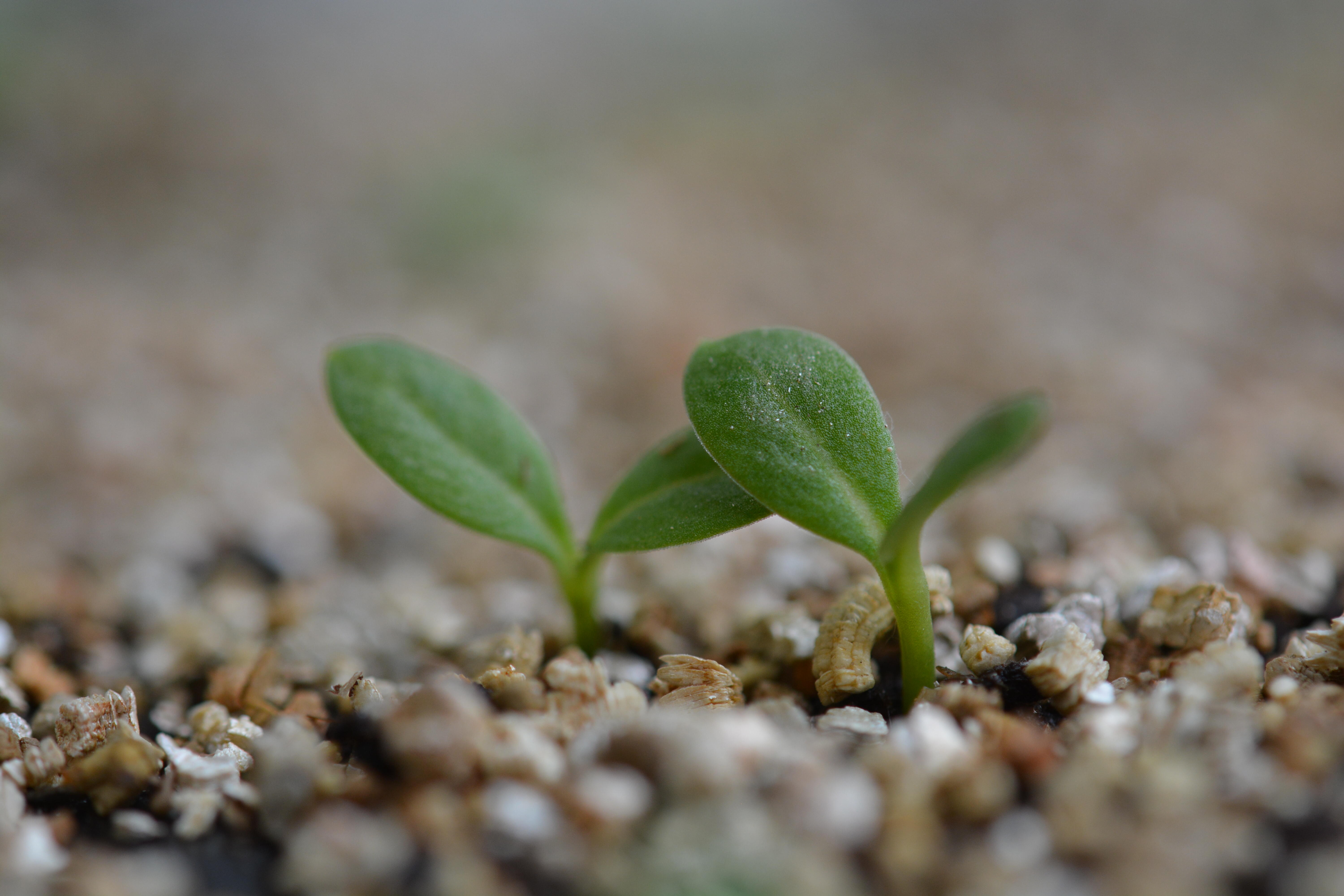 Tips for maximizing the effectiveness of vermiculite hydroponics in vegetable cultivation