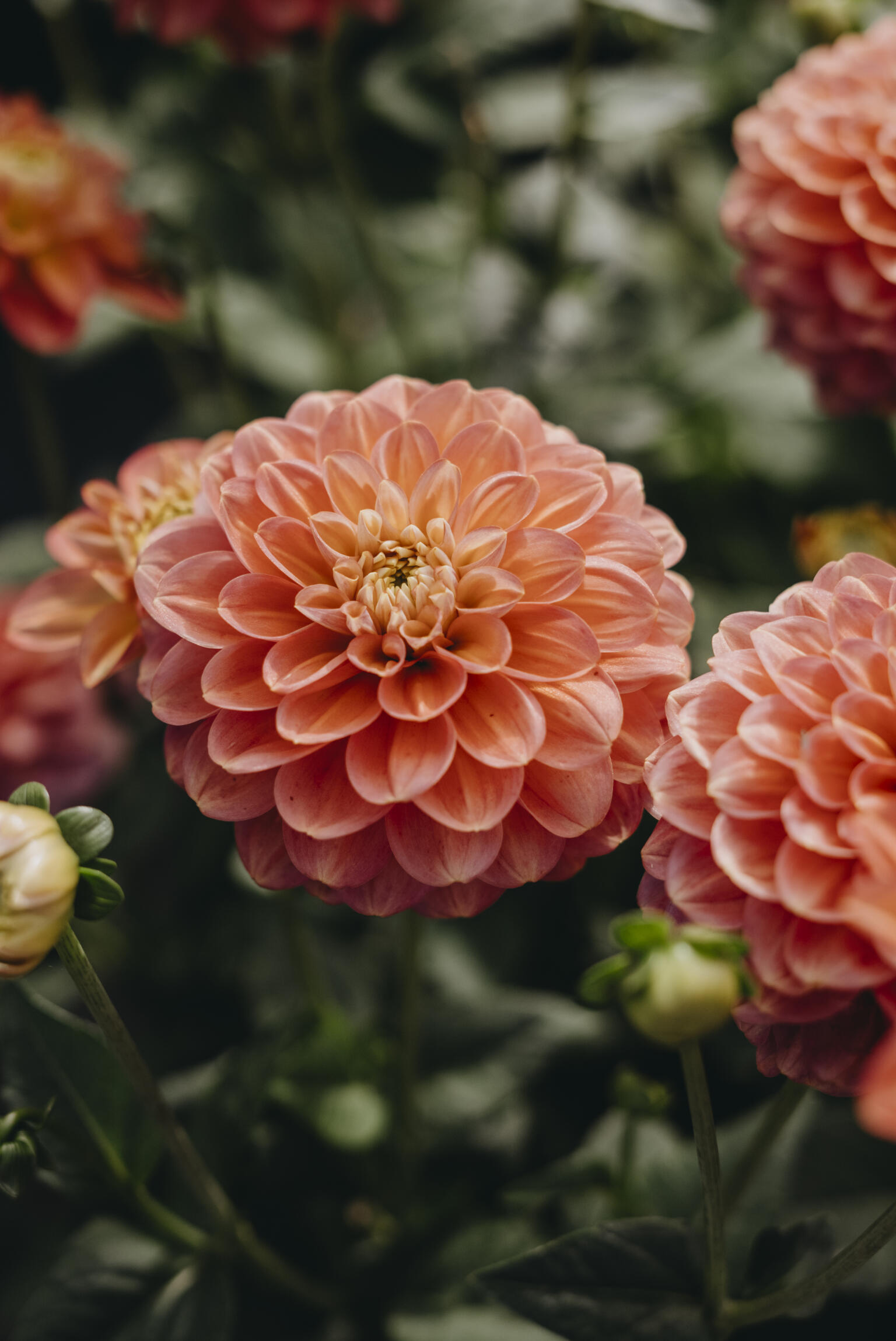 Dahlia, &lsquo;Milena Fleur&rsquo; | Nelson Garden